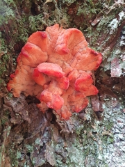 Aurantiporus pulcherrimus