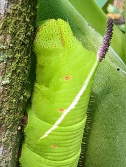 Cocytius antaeus
