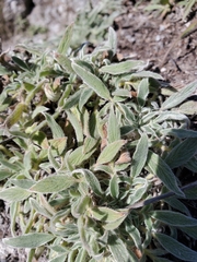 Phacelia imbricata