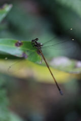 Eoargiolestes ochraceus