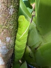 Cocytius antaeus
