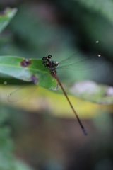 Eoargiolestes ochraceus