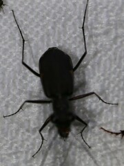 Cicindelina