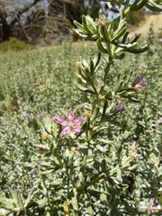 Frankenia salina
