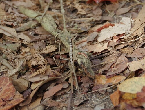 Gaige’s Anole, Anolis gaigei