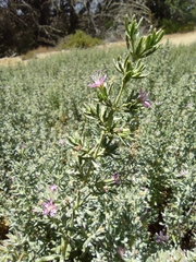 Frankenia salina