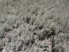 Frankenia salina