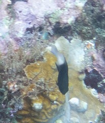 Stegastes partitus