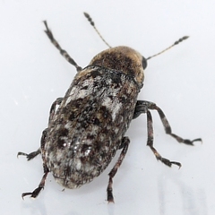Euparius marmoreus