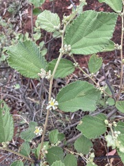 Grewia latifolia