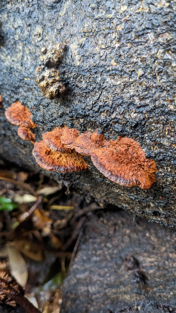 Fuscoporia gilva · January 2023 · photo: © atsushi_nakajima_cirque (iNaturalist, cc-by)
