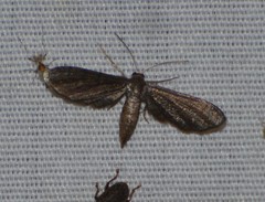 Protoproutia laredoata