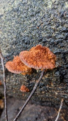Fuscoporia gilva
