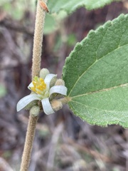 Grewia latifolia