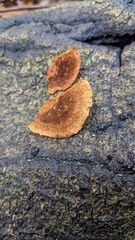 Fuscoporia gilva