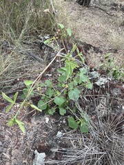 Hibiscus meraukensis