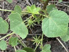Hibiscus meraukensis