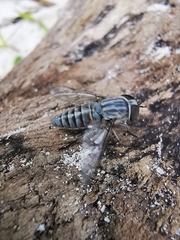 Tabanidae