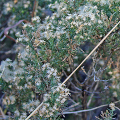 Ericameria laricifolia