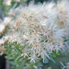 Ericameria laricifolia