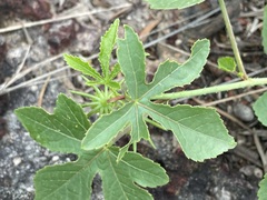 Hibiscus meraukensis
