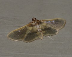 Apilocrocis brumalis