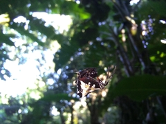 Verrucosa