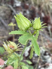 Hibiscus meraukensis