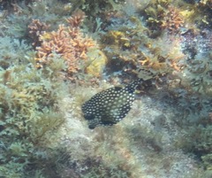 Lactophrys triqueter
