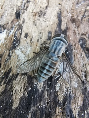 Tabanidae