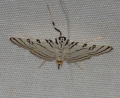 Conchylodes concinnalis