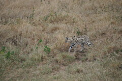 Leptailurus serval lipostictus