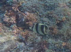 Chaetodon striatus