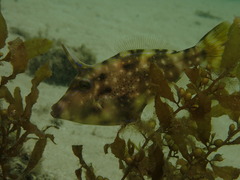 Meuschenia trachylepis