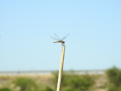 Tramea cophysa