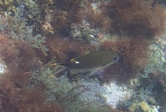 Azurina multilineata