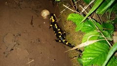 Salamandra salamandra