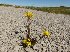Erysimum inconspicuum coarctatum
