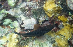 Cephalopholis fulva