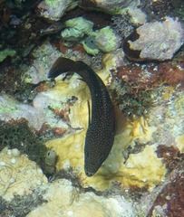 Cephalopholis fulva