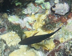 Cephalopholis fulva