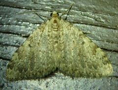 Nebula ibericata