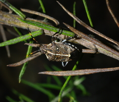 Oncocoris geniculatus