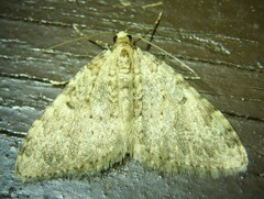 Nebula ibericata