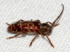 Eupogonius tomentosus