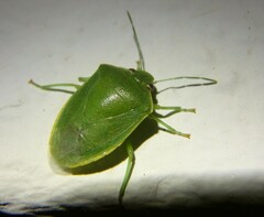 Acrosternum millierei