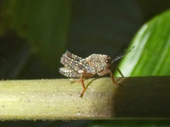 Batrachideinae
