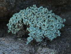 Lecanora phryganitis