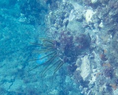 Crinoidea