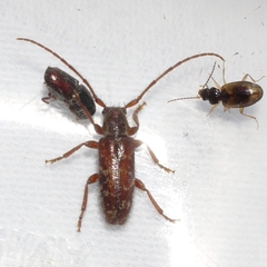 Eupogonius tomentosus